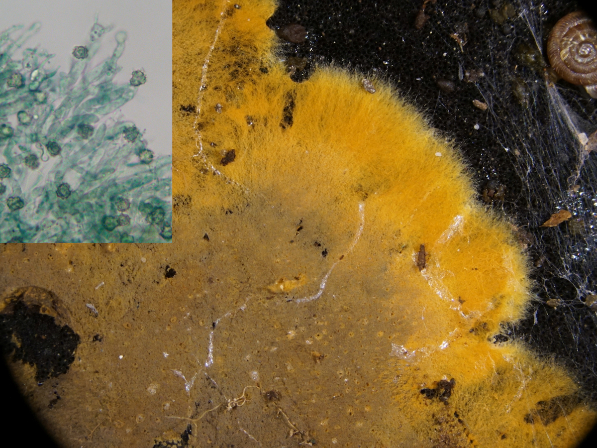 Tomentella botryoides (door Marian Jagers-Dikmans)