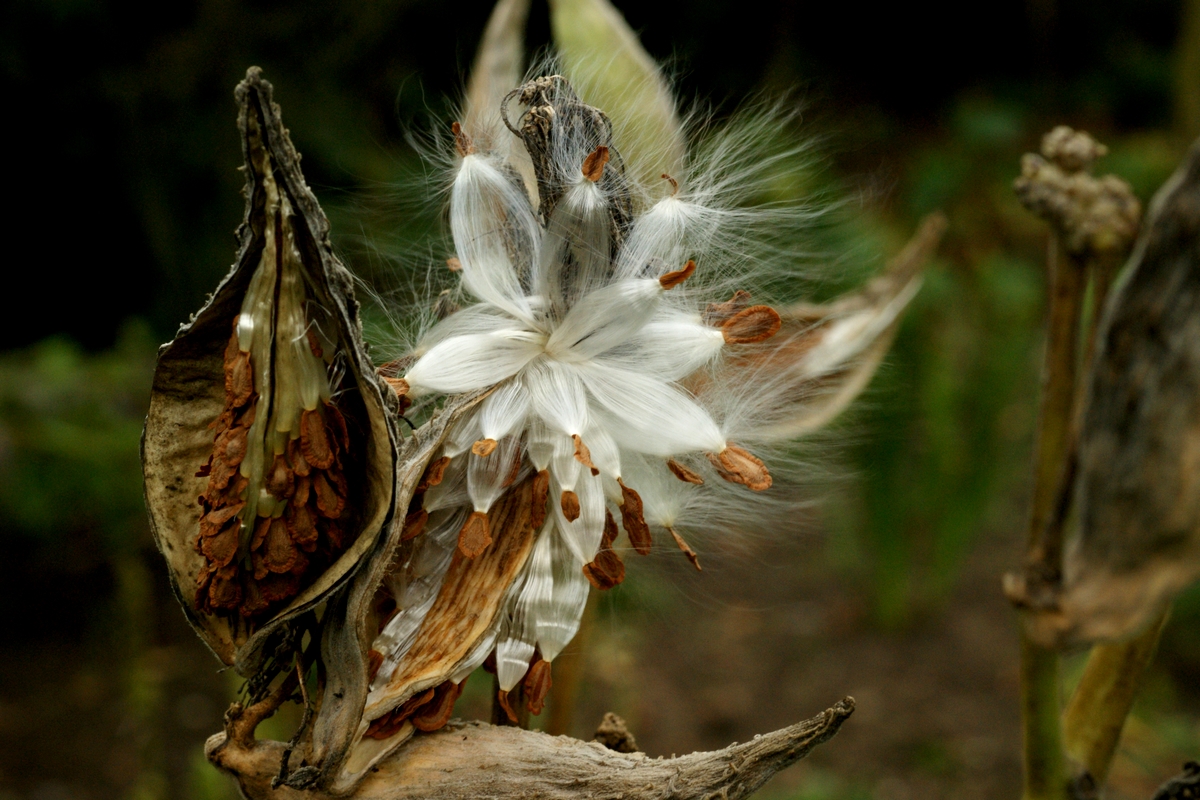 Asclepias syriaca (door Joke Schaminée-Sluis)