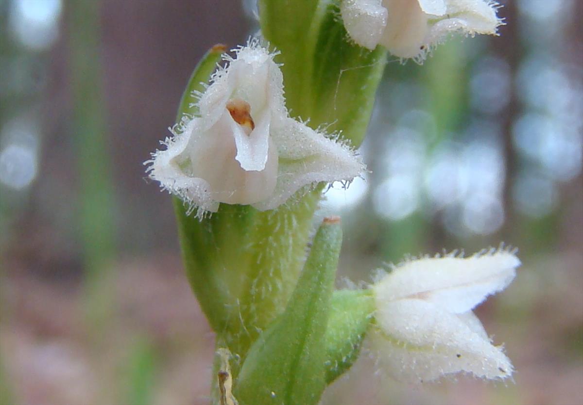 Goodyera repens (door Joop Verburg)