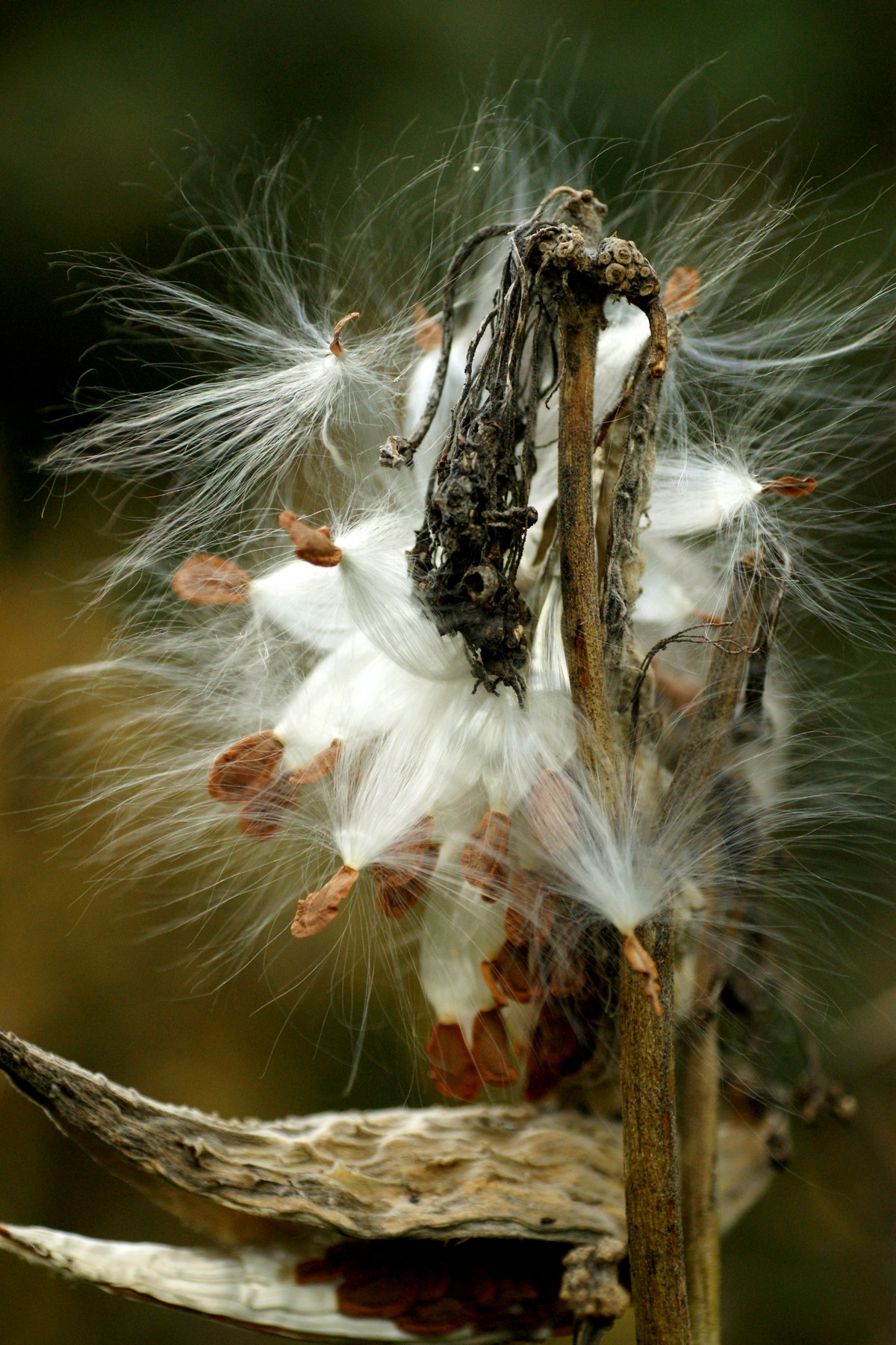 Asclepias syriaca (door Joke Schaminée-Sluis)