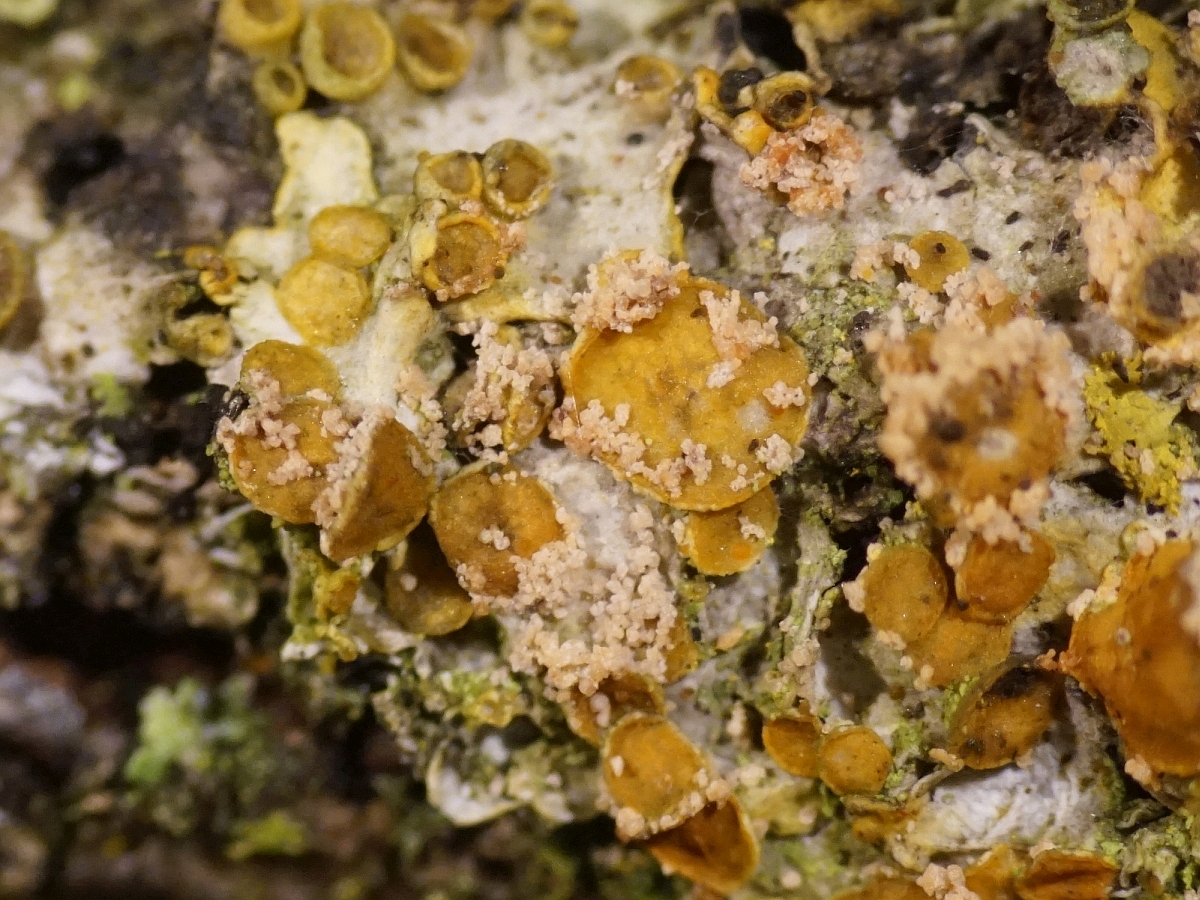 Erythricium aurantiacum (door Marian Jagers-Dikmans)