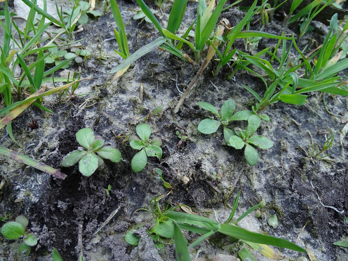 Arnoseris minima (door Joop Verburg)