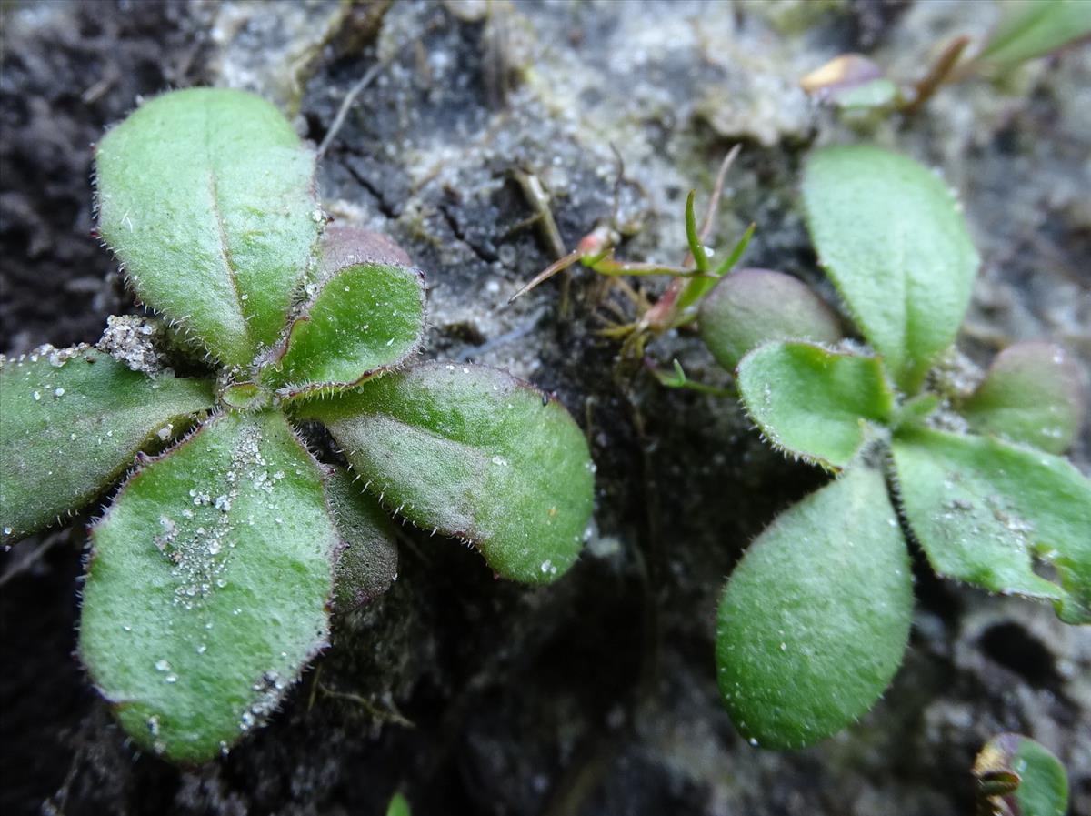 Arnoseris minima (door Joop Verburg)