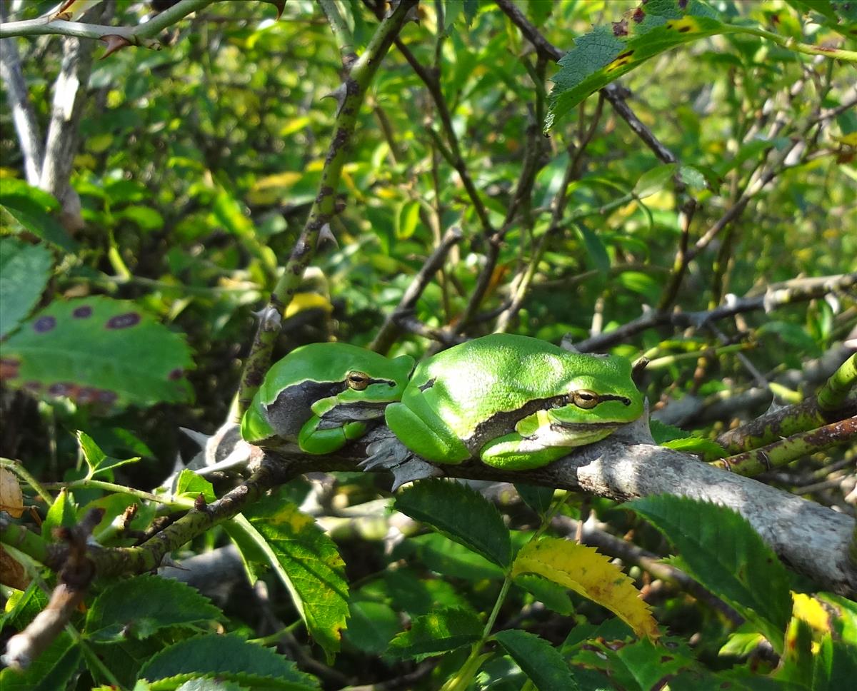 Hyla arborea (door Natascha Nachbar)