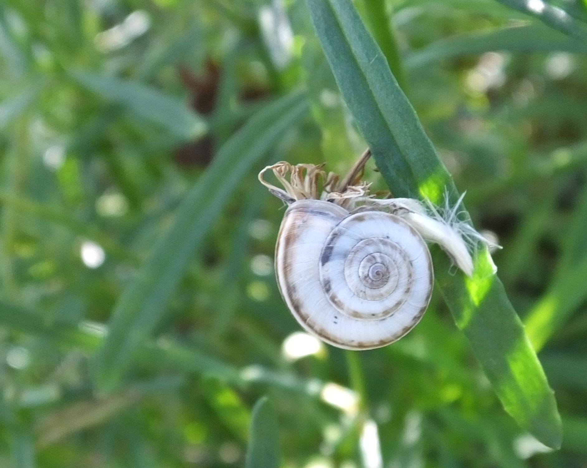 Cernuella neglecta (door Michael Inden)