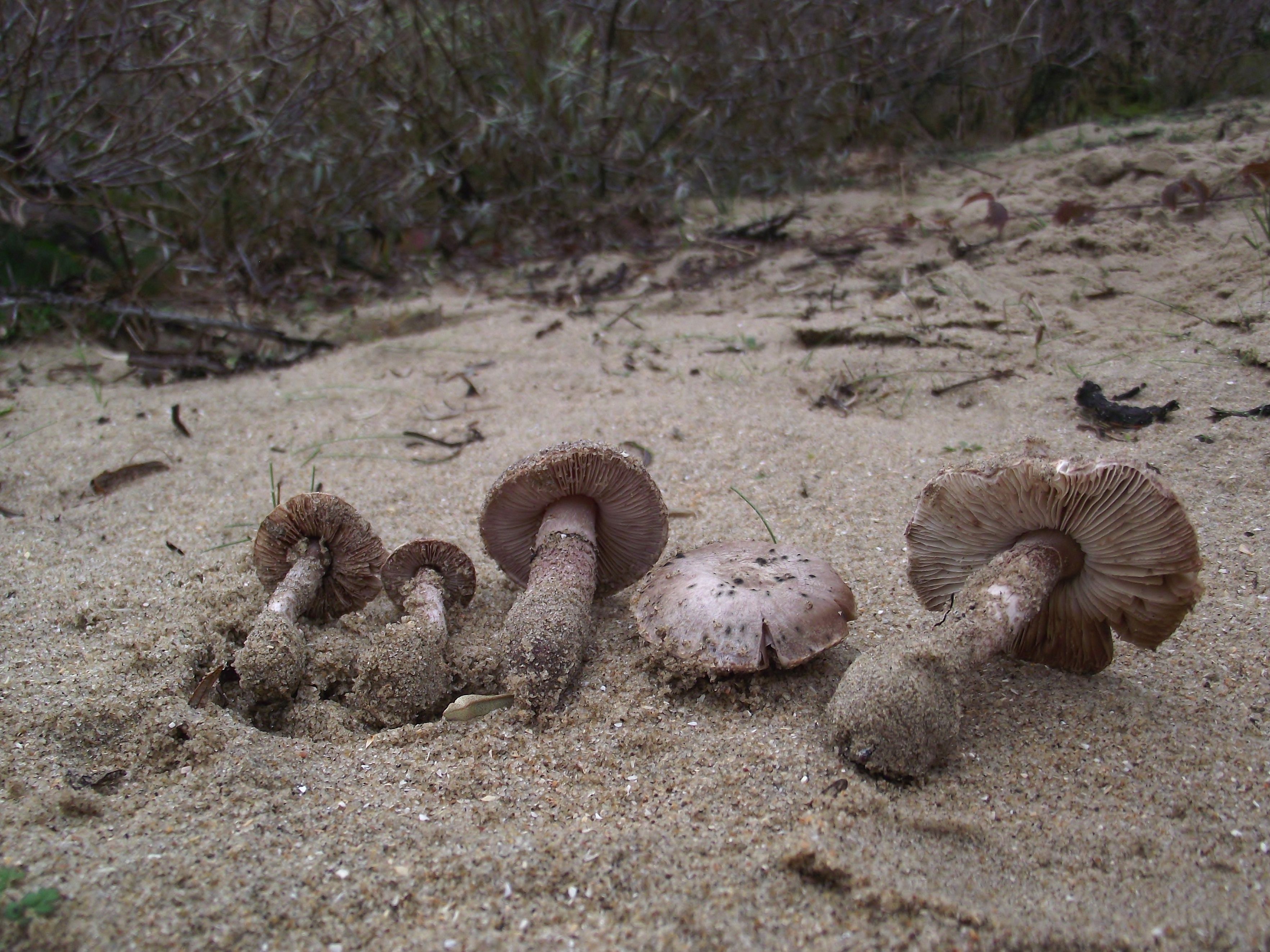 Lepiota brunneolilacea (door E. Maassen)