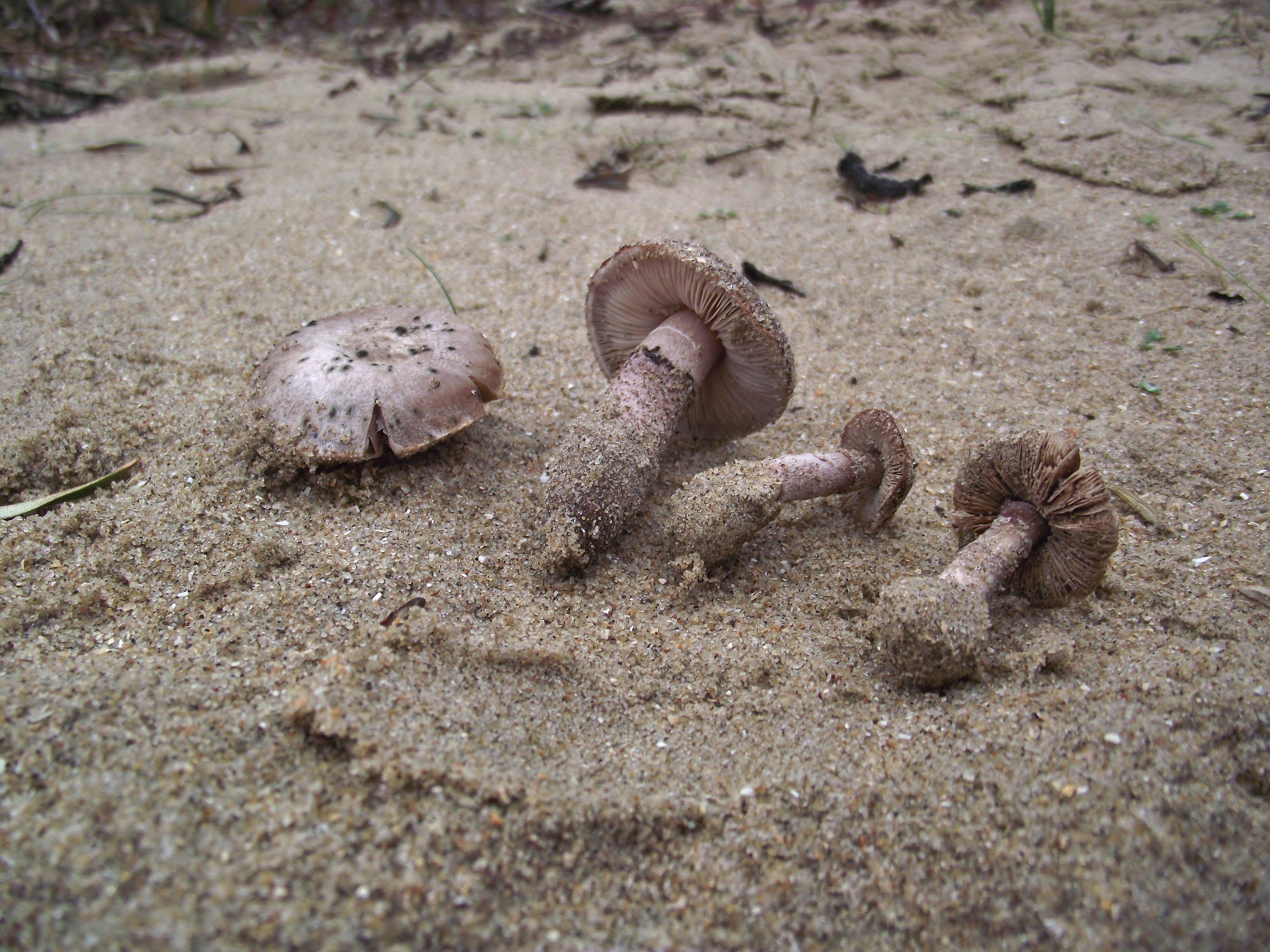 Lepiota brunneolilacea (door E. Maassen)