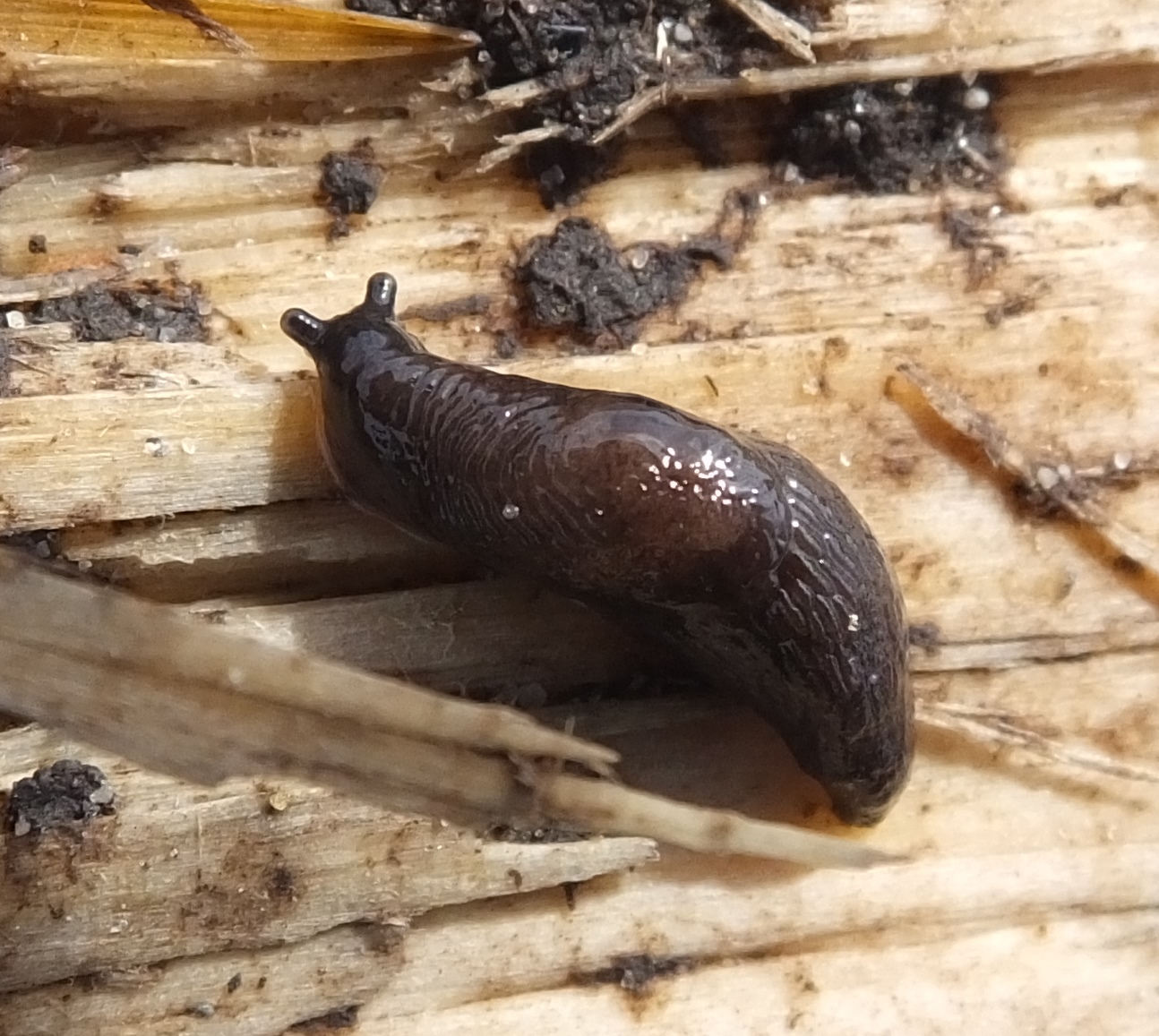 Deroceras laeve (door Michael Inden)