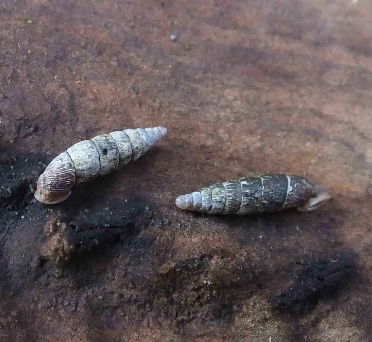 Clausilia bidentata bidentata (door Michael Inden)