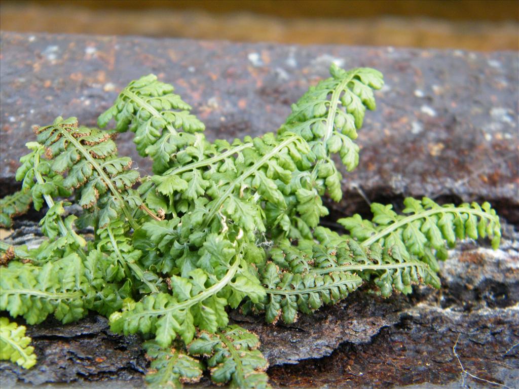 Asplenium foreziense (door Marinka van Puijenbroek )