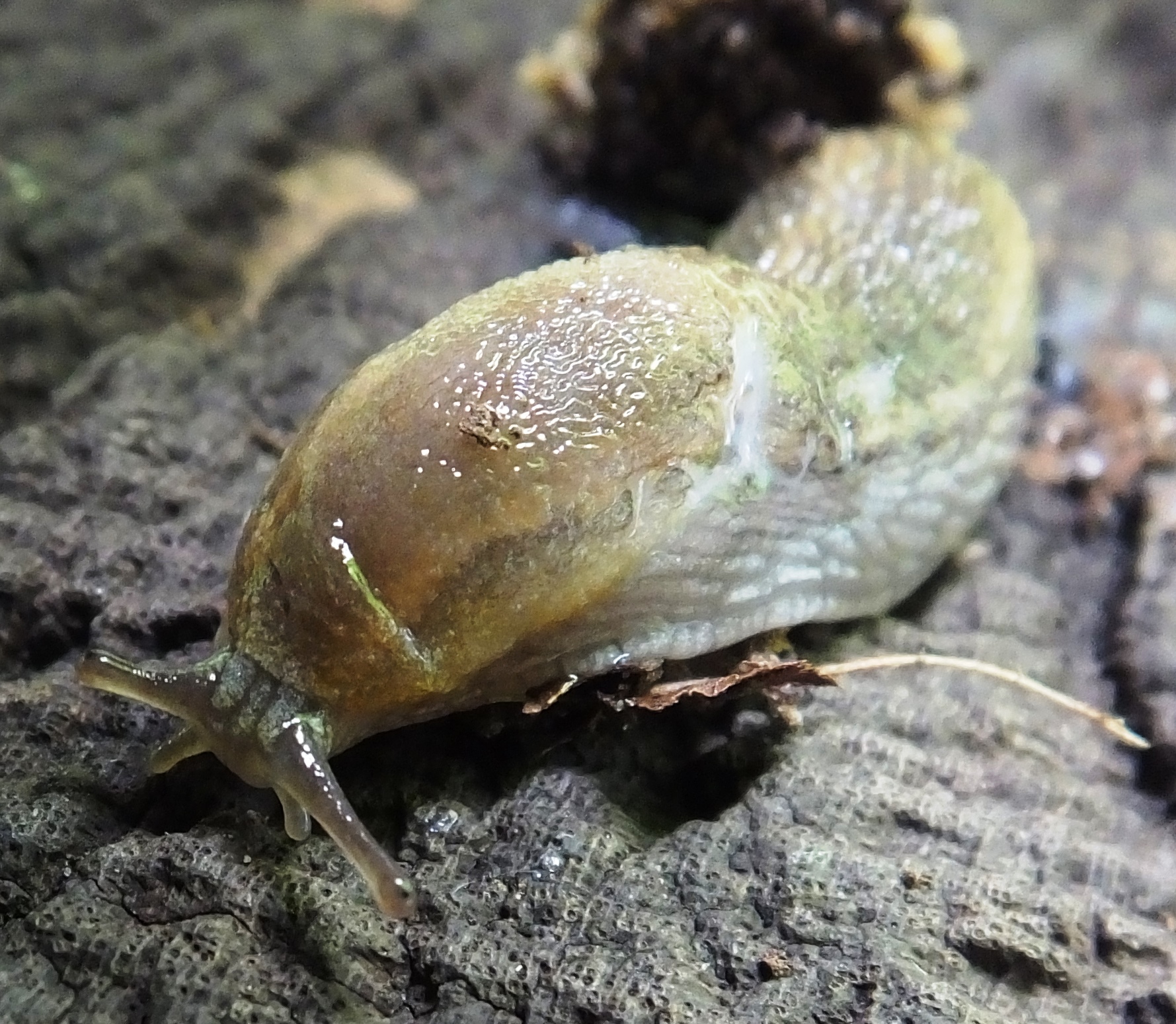 Arion subfuscus (door Michael Inden)