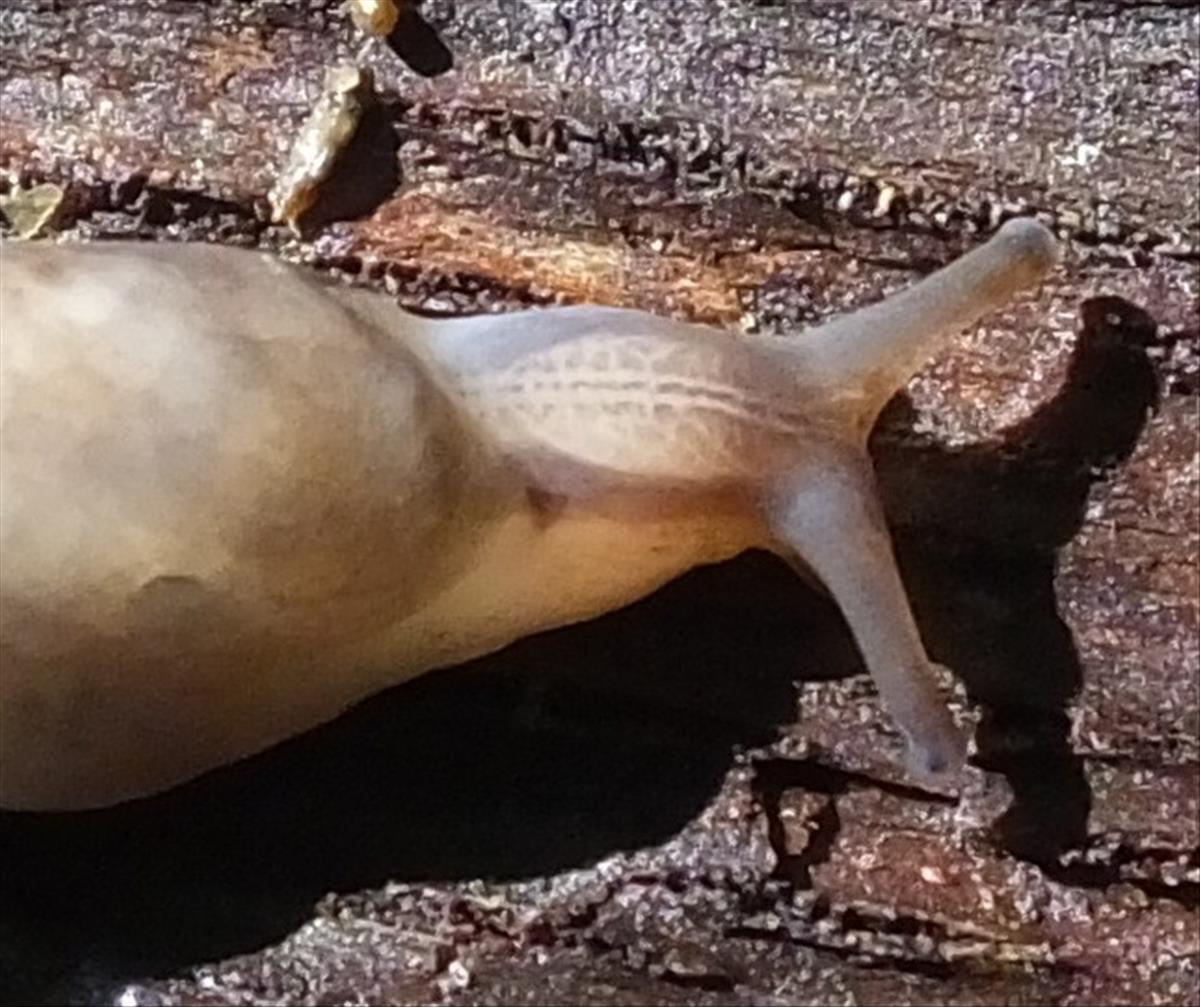 Lehmannia marginata (door Michael Inden)