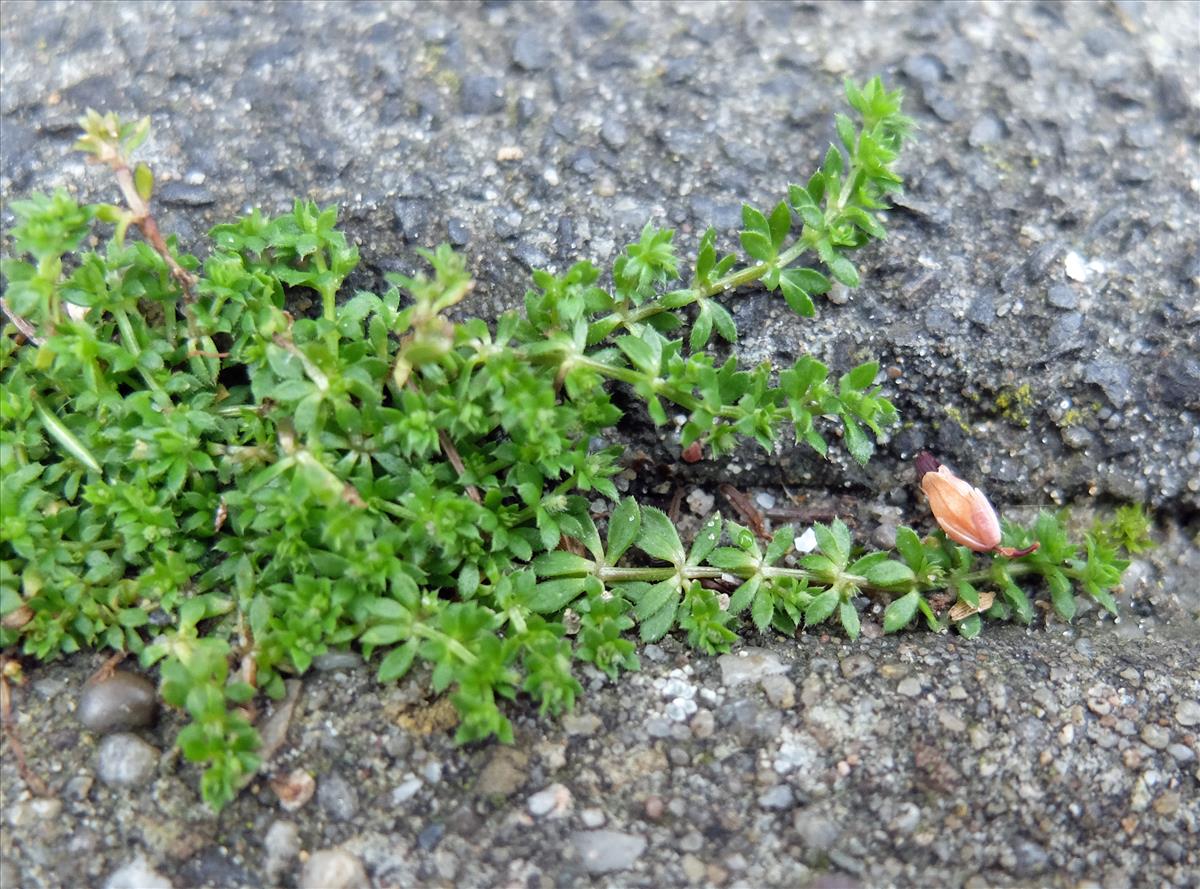 Galium murale (door Kees Groen)