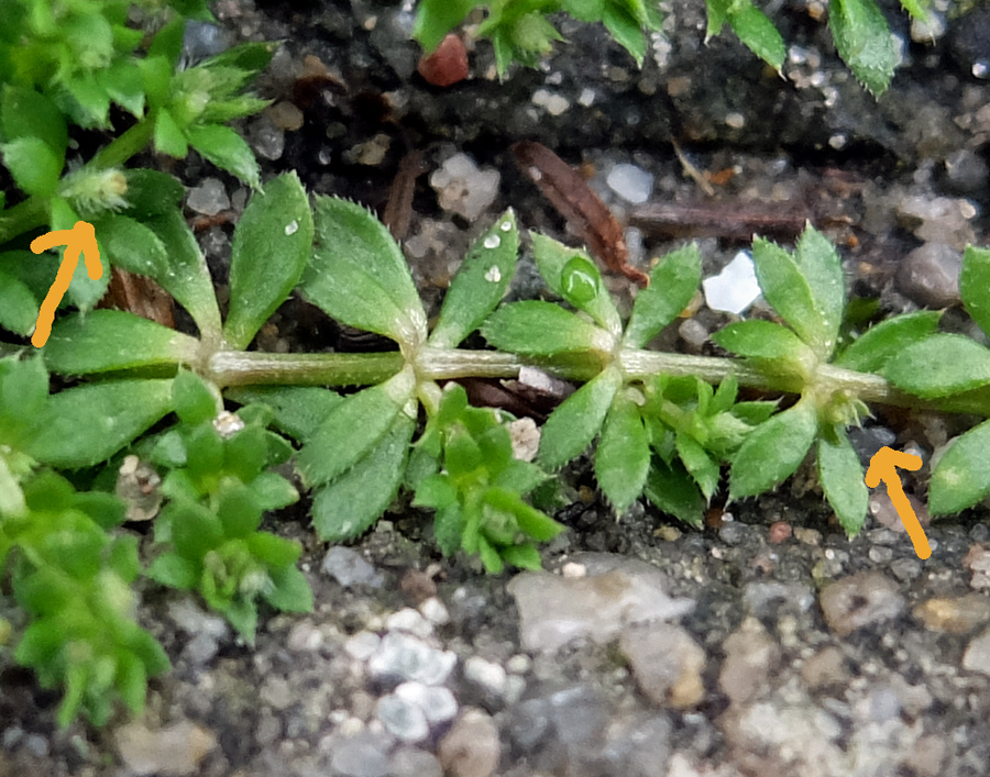 Galium murale (door Kees Groen)