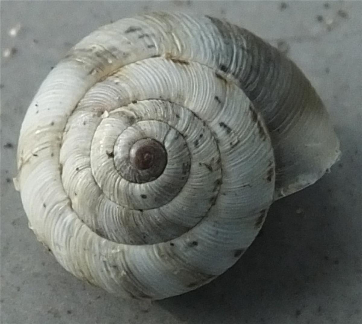 Cernuella cisalpina (door Michael Inden)