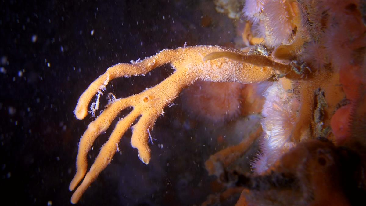 Amphilectus fucorum (door Renate Olie)