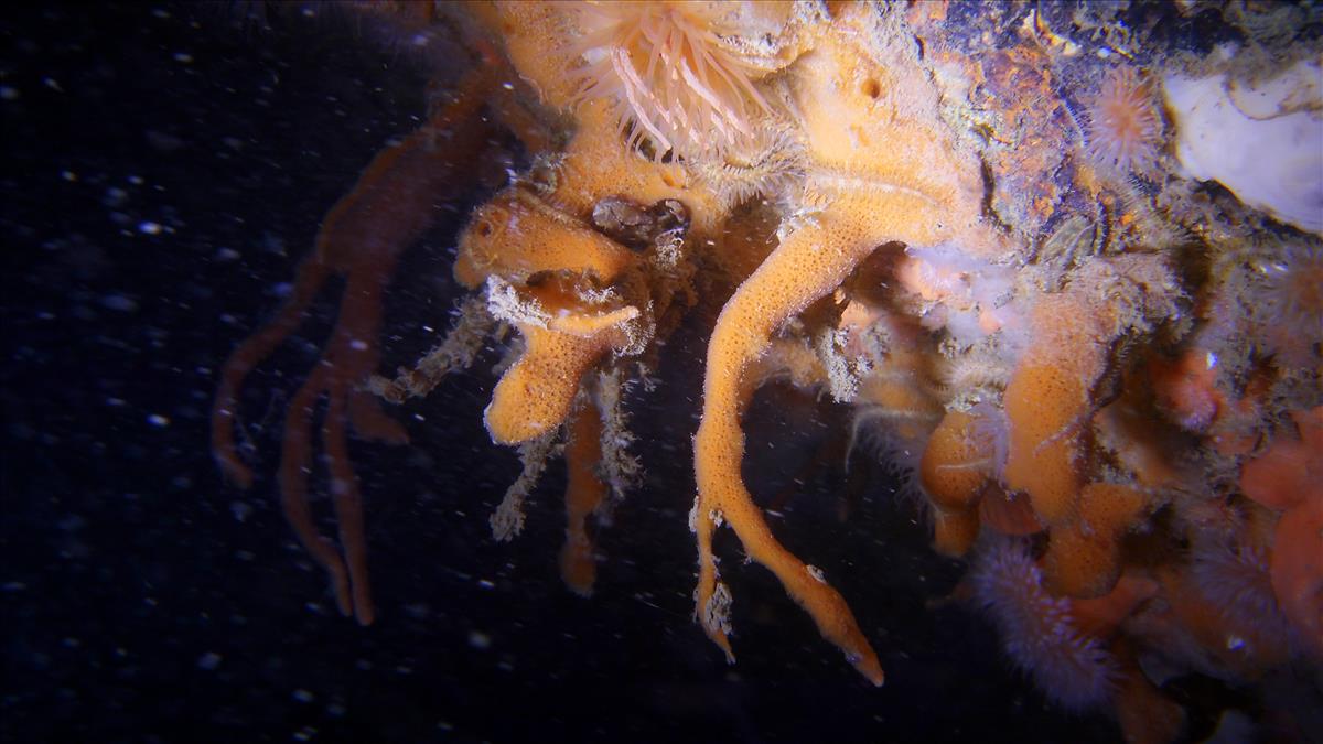 Amphilectus fucorum (door Renate Olie)