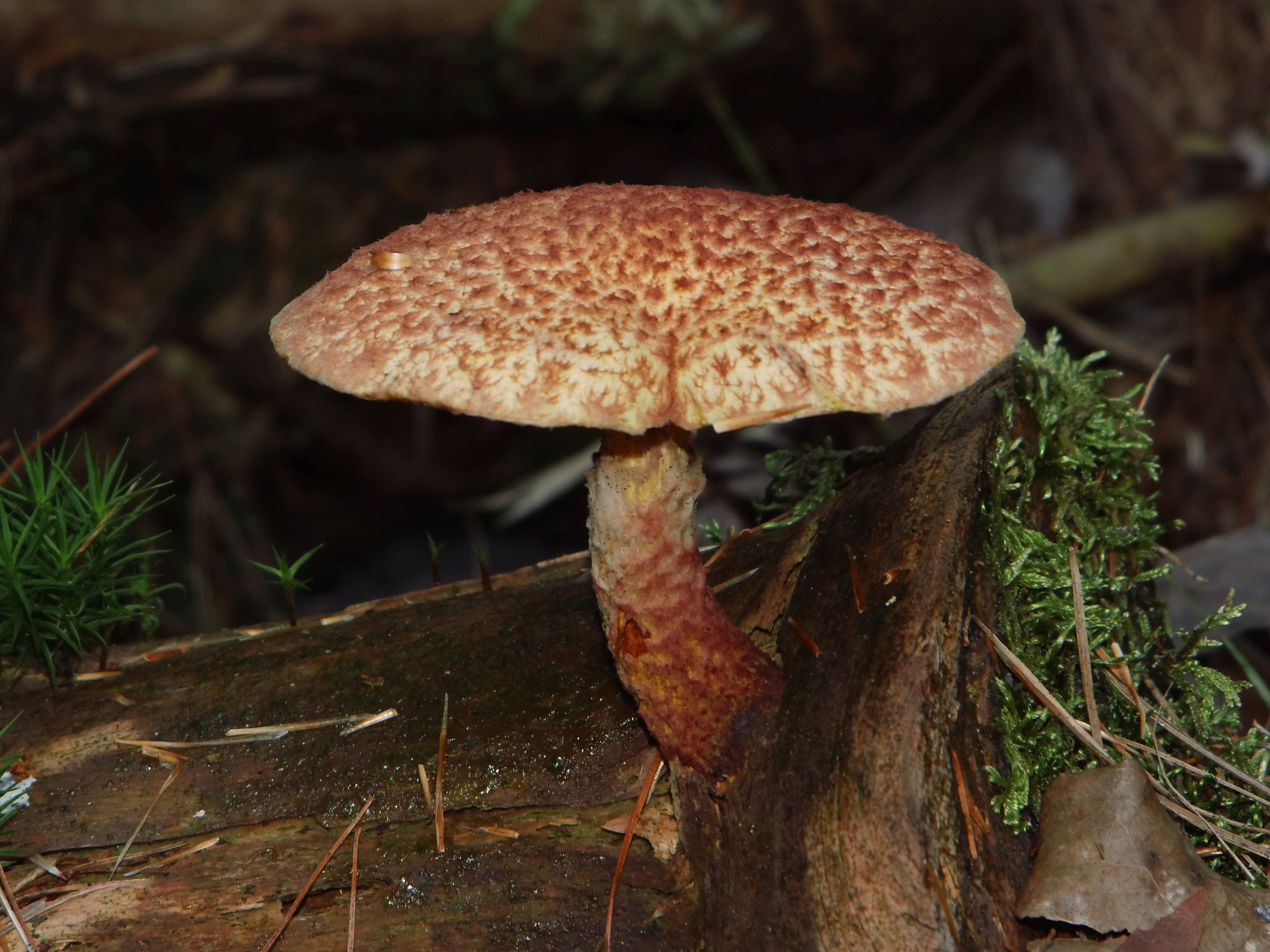 Suillus spraguei (door Abe Hoekstra)