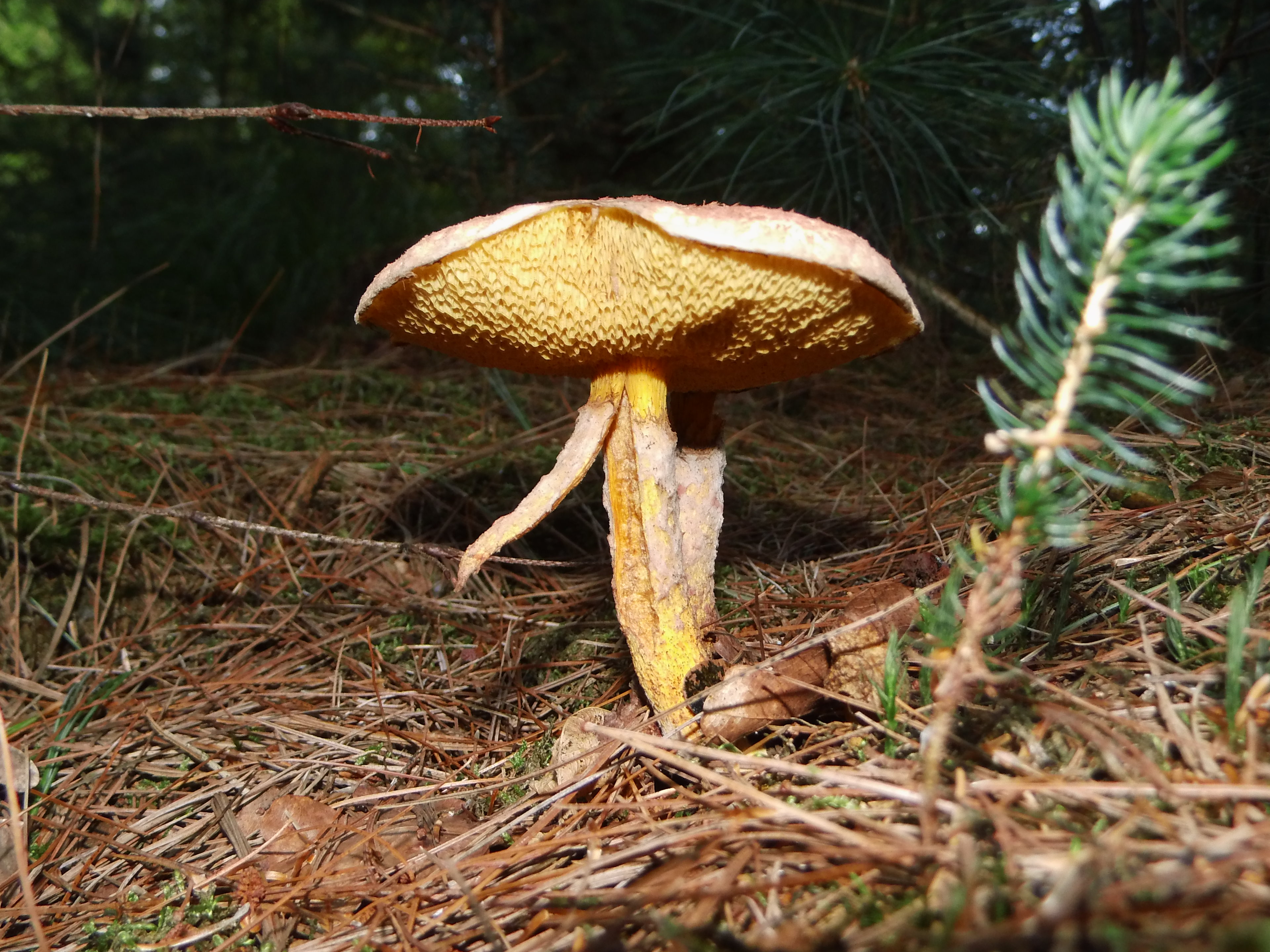 Suillus spraguei (door Abe Hoekstra)