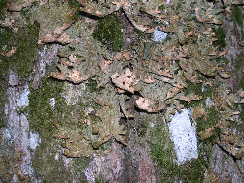 Lobaria pulmonaria (door Bert Oving)