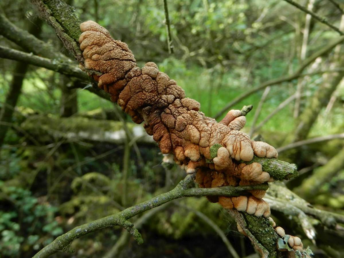 Hypocreopsis lichenoides (door Marian Jagers)