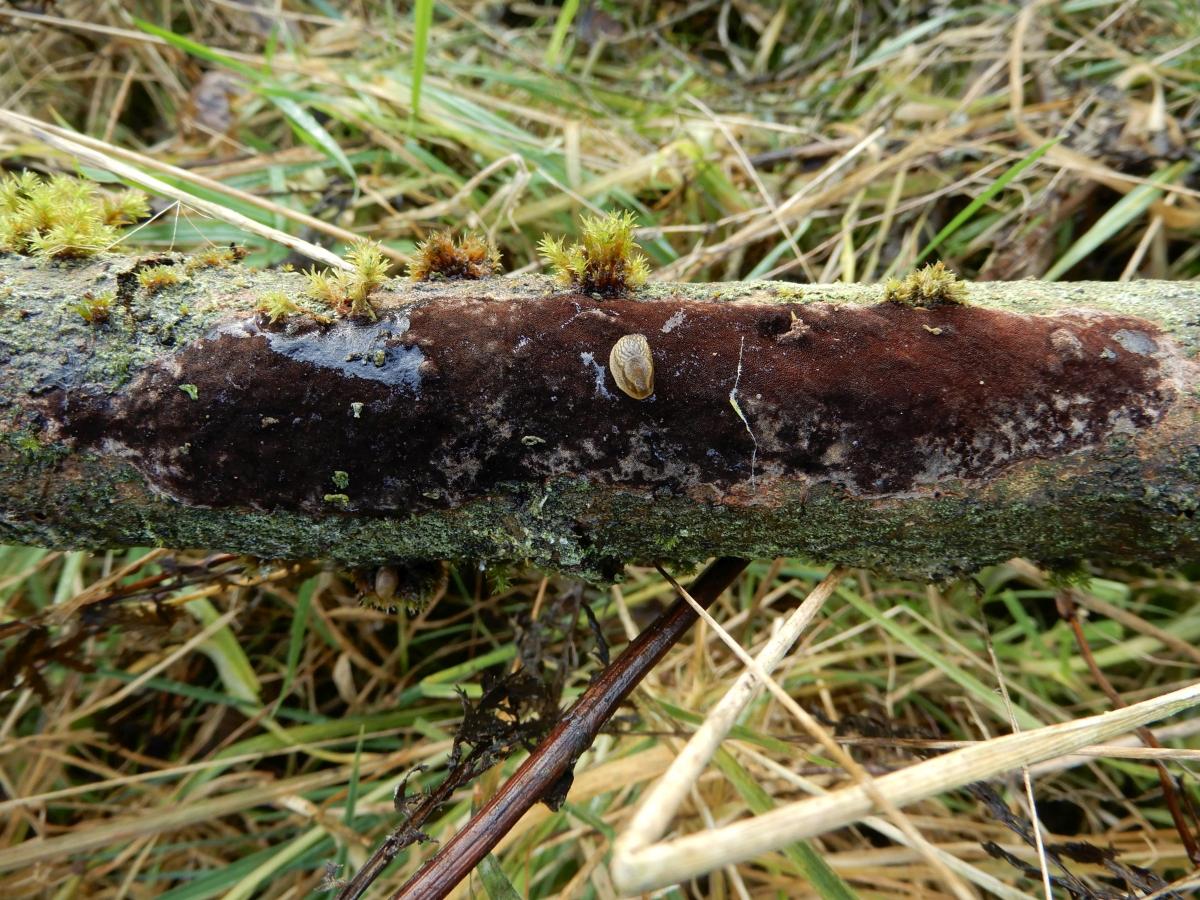 Phellinus rhamni (door Marian Jagers)