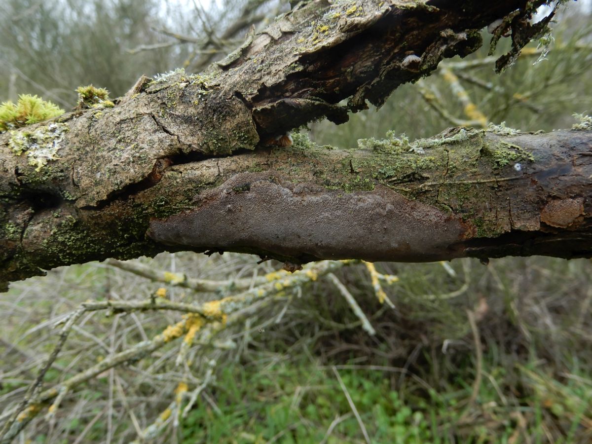 Phellinus rhamni (door Marian Jagers)