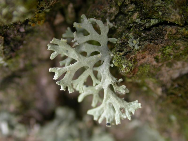 Evernia prunastri (door Laurens Sparrius)