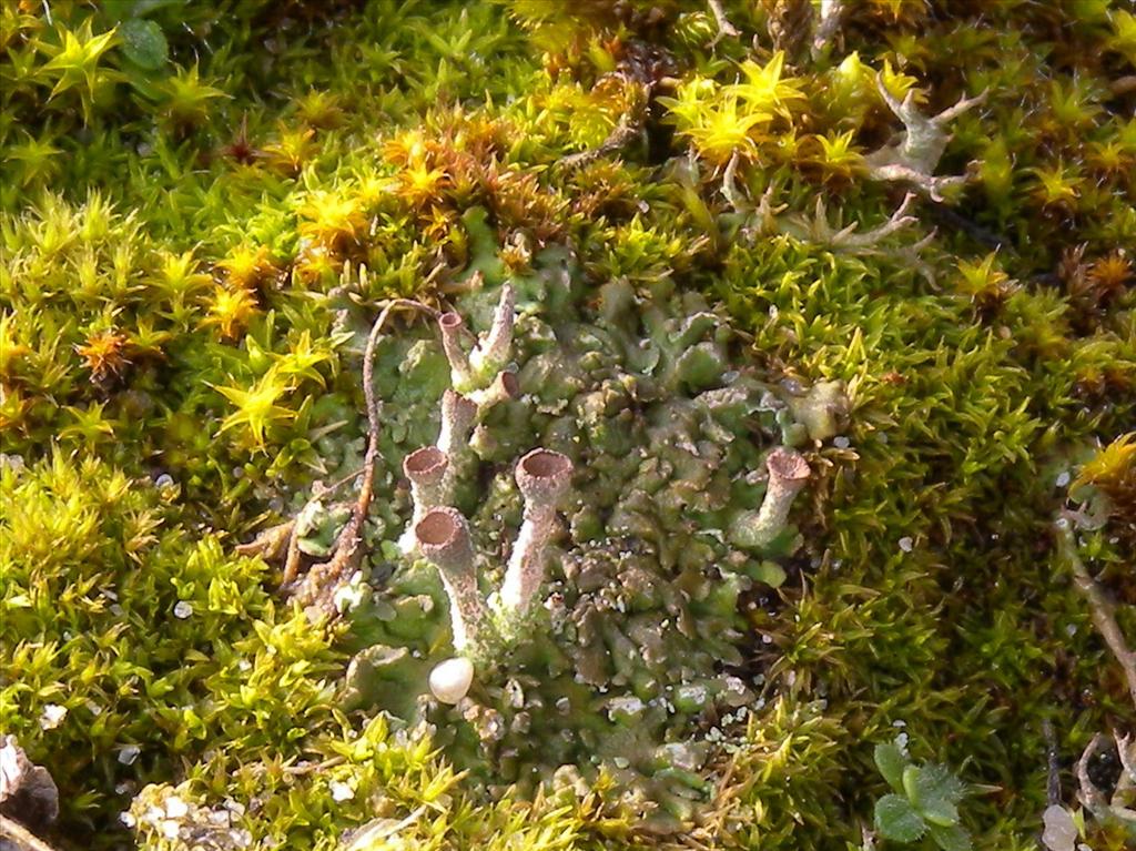 Cladonia pocillum (door Hans Toetenel)