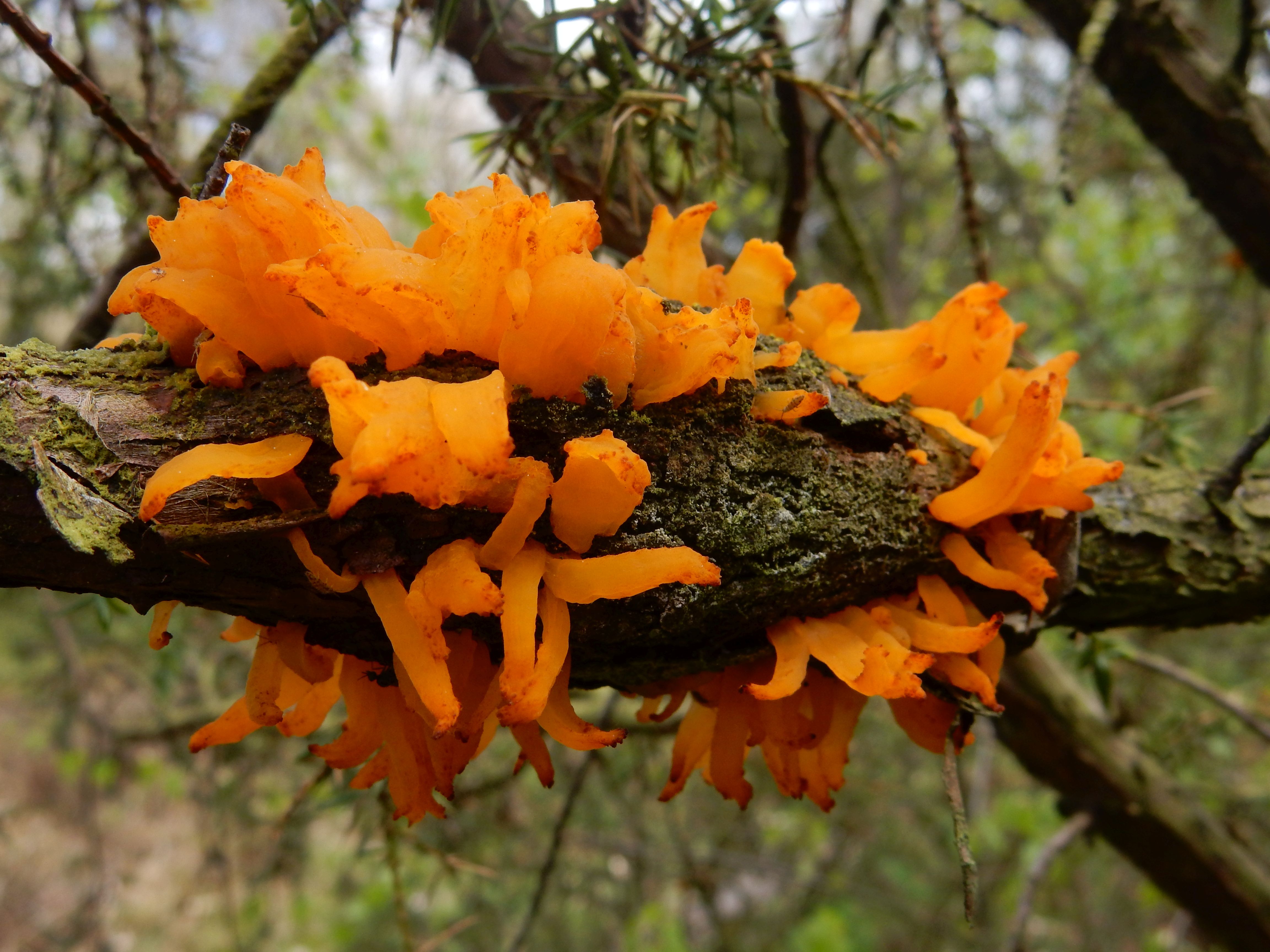 Gymnosporangium clavariiforme (door Herman Veerbeek)