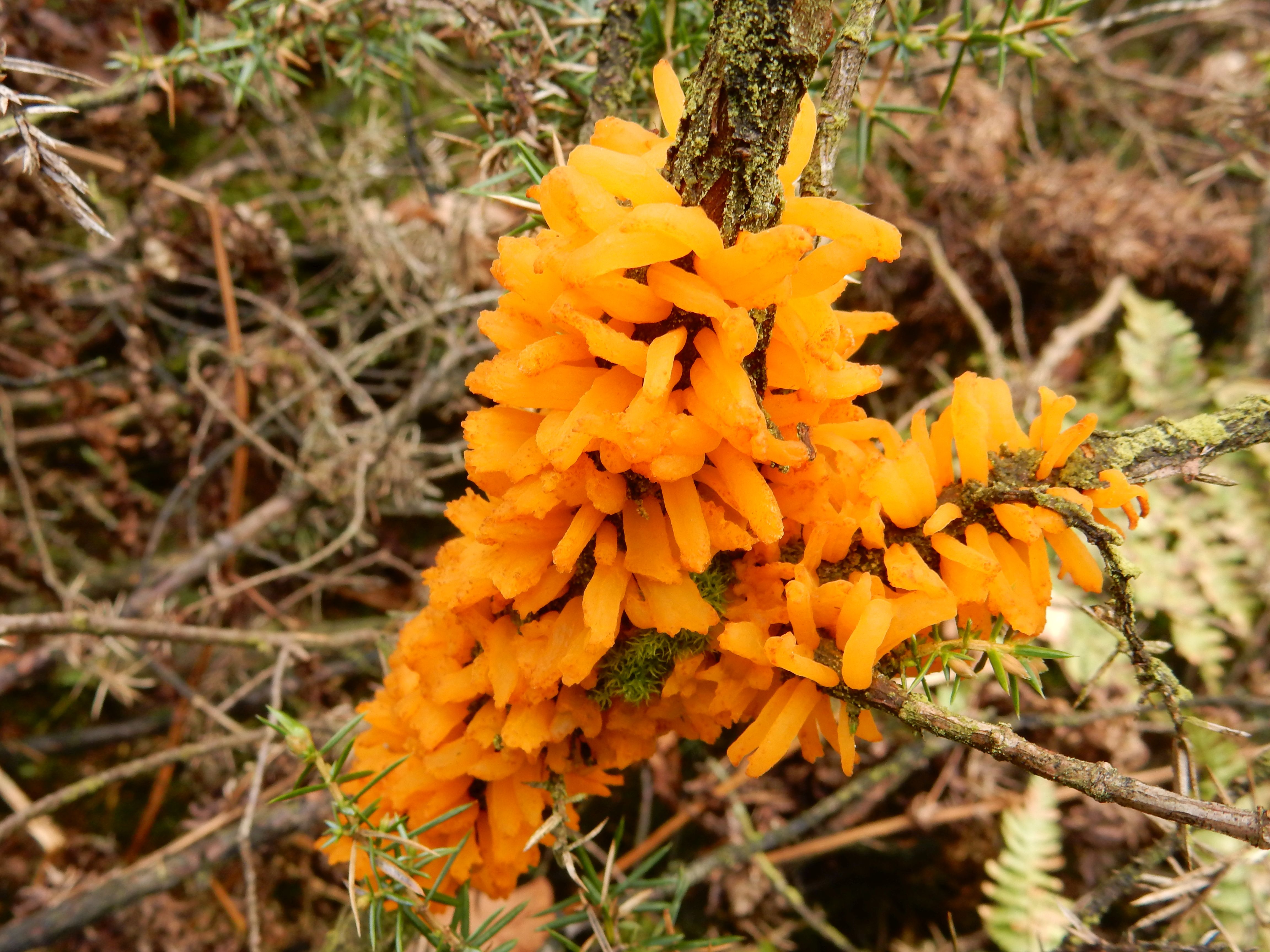 Gymnosporangium clavariiforme (door Herman Veerbeek)