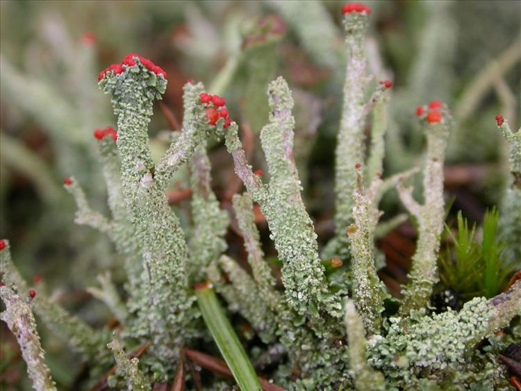 Cladonia floerkeana (door Laurens Sparrius)