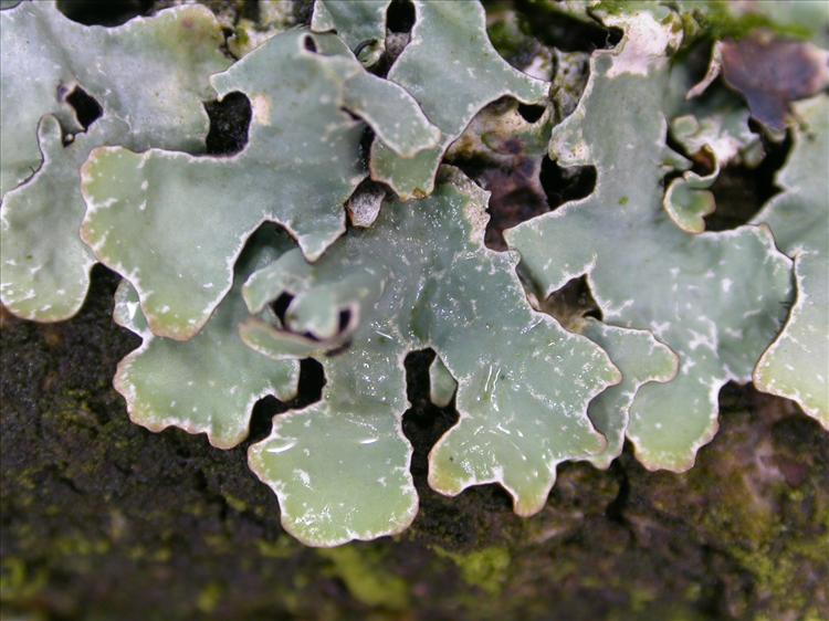 Parmelia sulcata (door Laurens Sparrius)