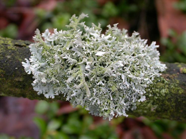 Pseudevernia furfuracea (door Laurens Sparrius)