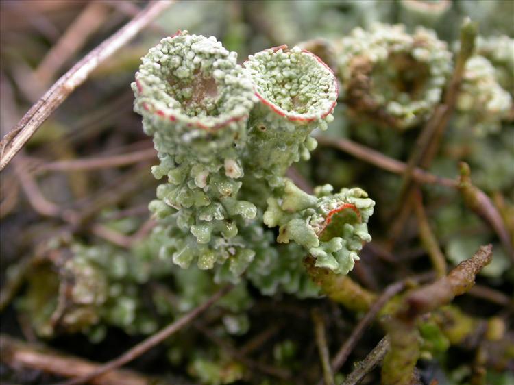 Cladonia borealis (door Laurens Sparrius)