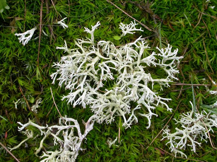 Cladonia arbuscula (door Laurens Sparrius)