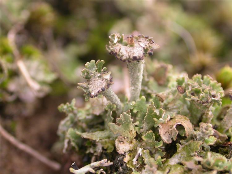 Cladonia cervicornis (door Laurens Sparrius)