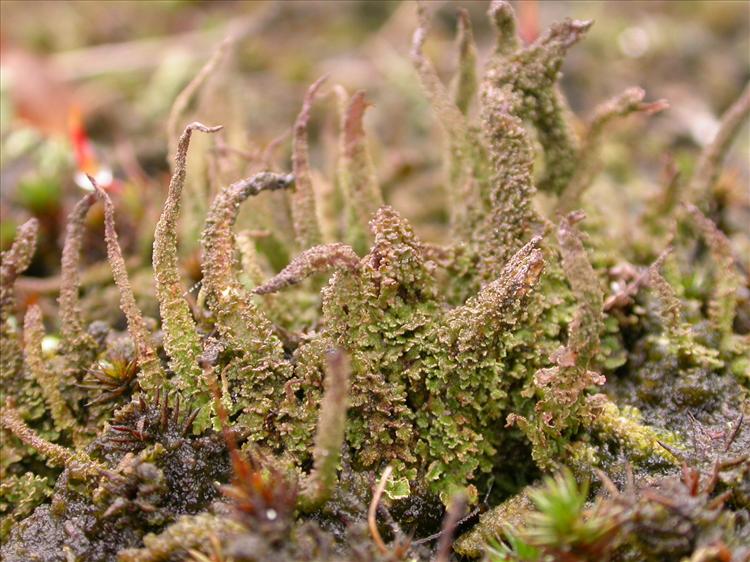 Cladonia glauca (door Laurens Sparrius)