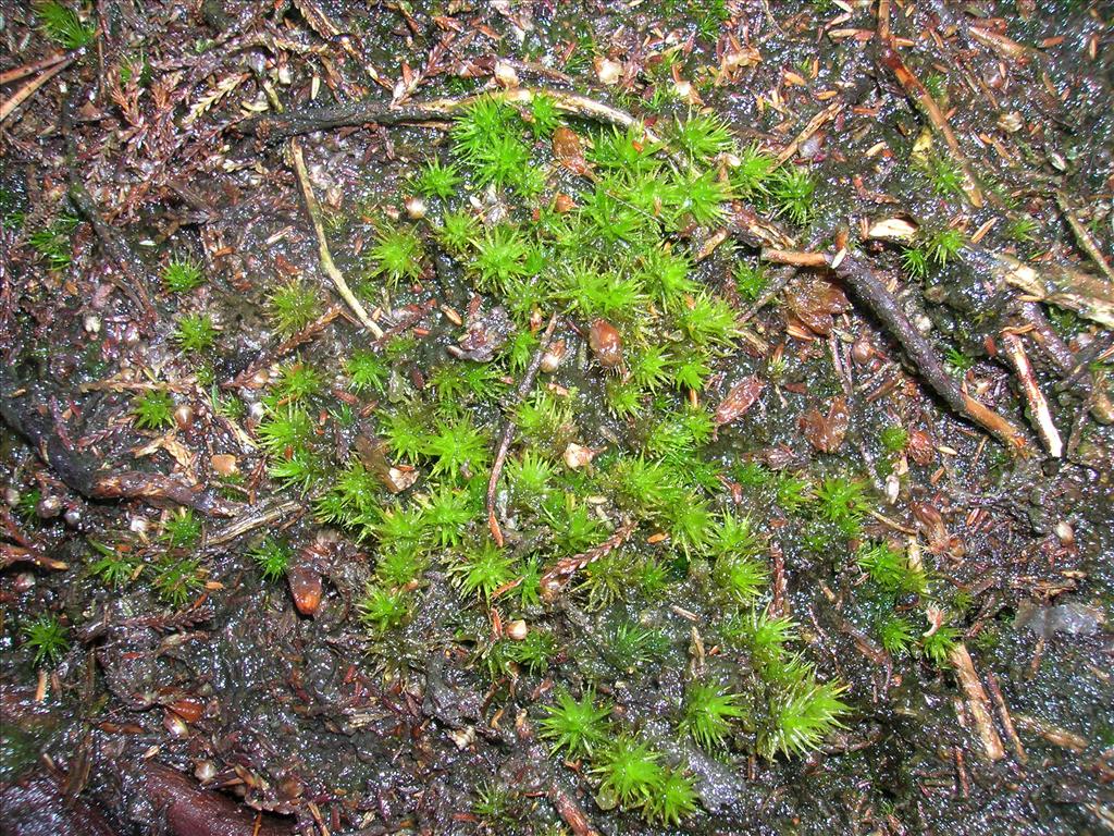 Dicranum spurium (door Rienk-Jan Bijlsma)