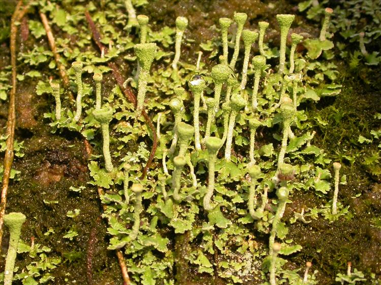 Cladonia fimbriata (door Laurens Sparrius)