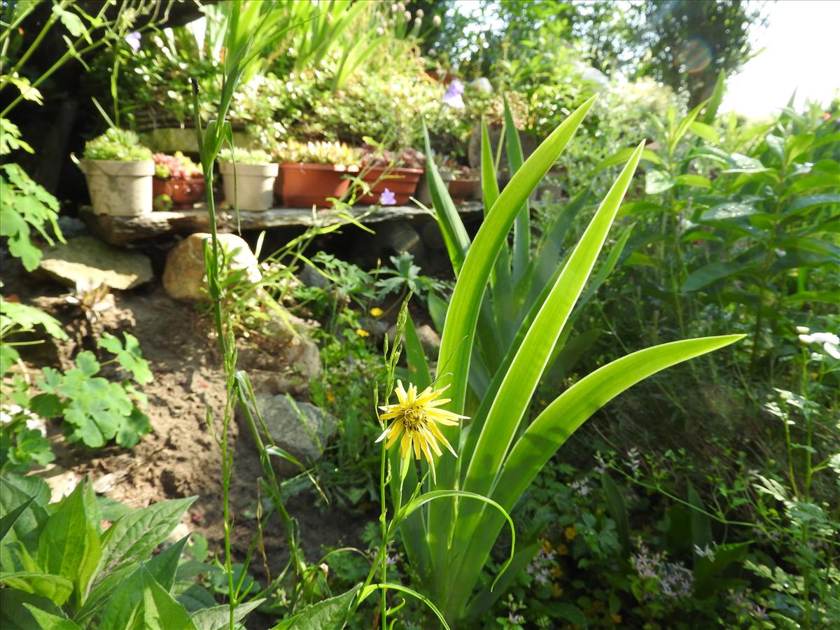 Tragopogon dubius (door Toon Verrijdt)