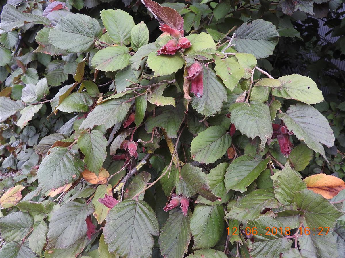 Corylus maxima (door Toon Verrijdt)