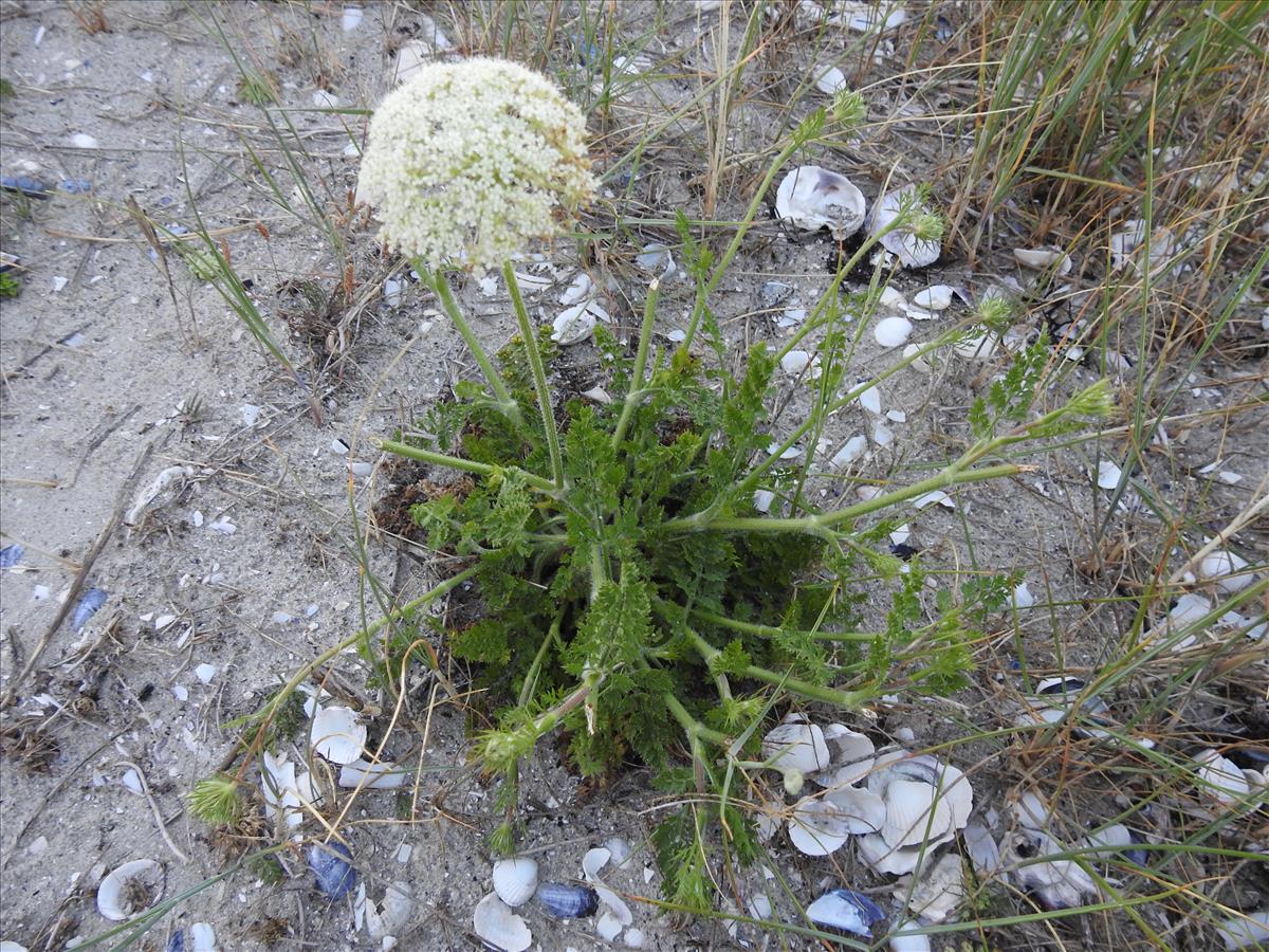 Daucus carota subsp. gummifer (door Mick Peerdeman)