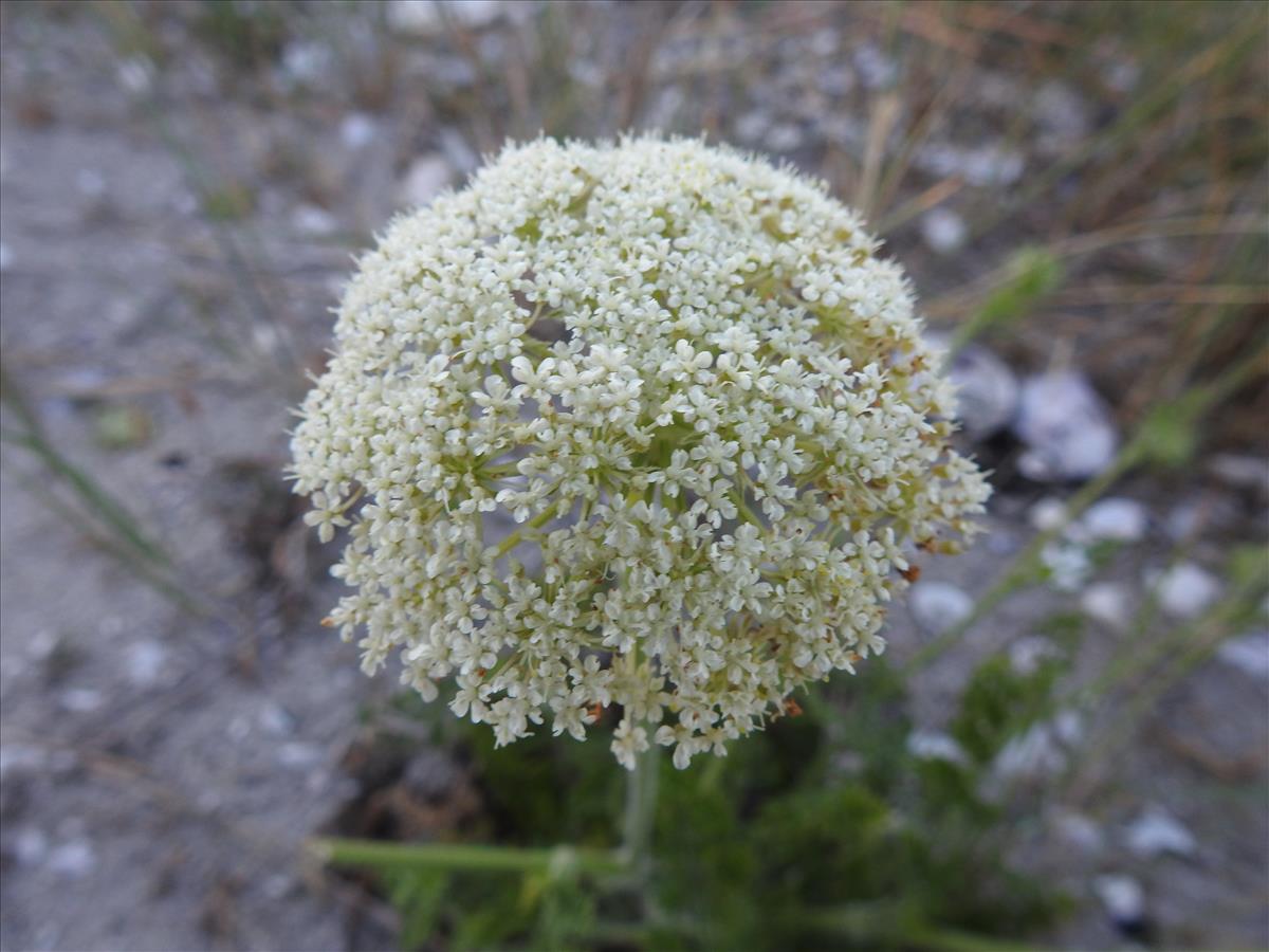 Daucus carota subsp. gummifer (door Mick Peerdeman)