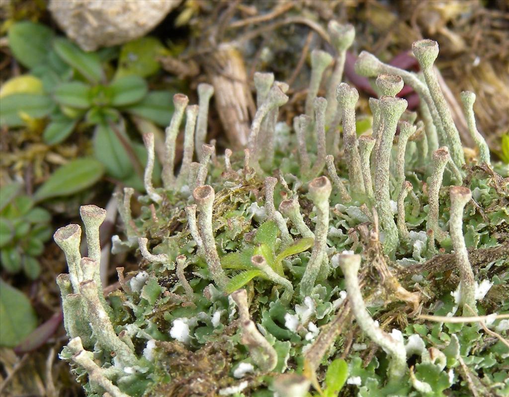 Cladonia fimbriata (door Hans Toetenel)