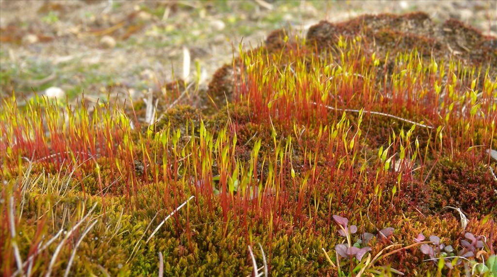 Ceratodon purpureus (door Hans Toetenel)