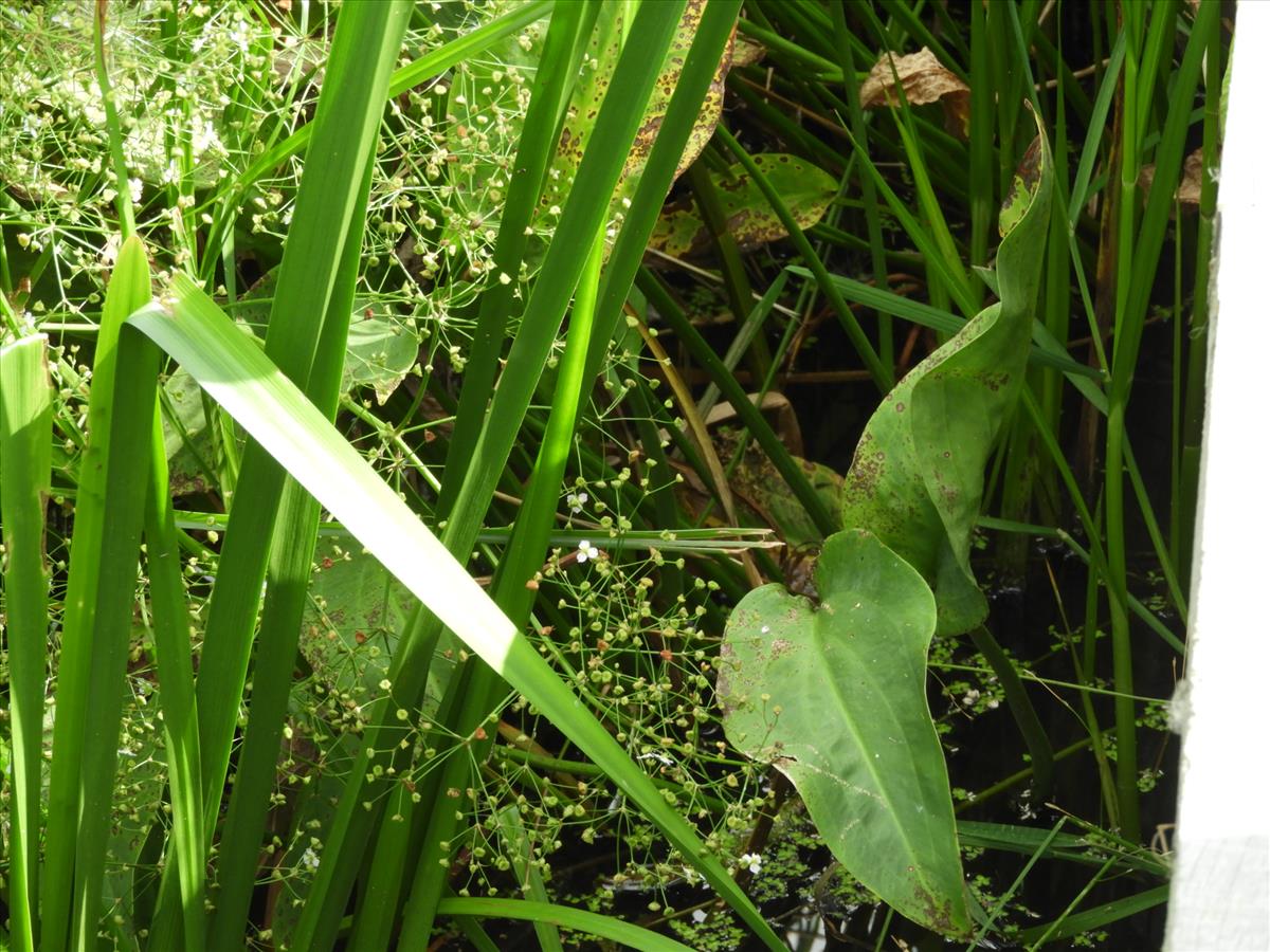 Alisma plantago-aquatica (door Peter Jacobs)