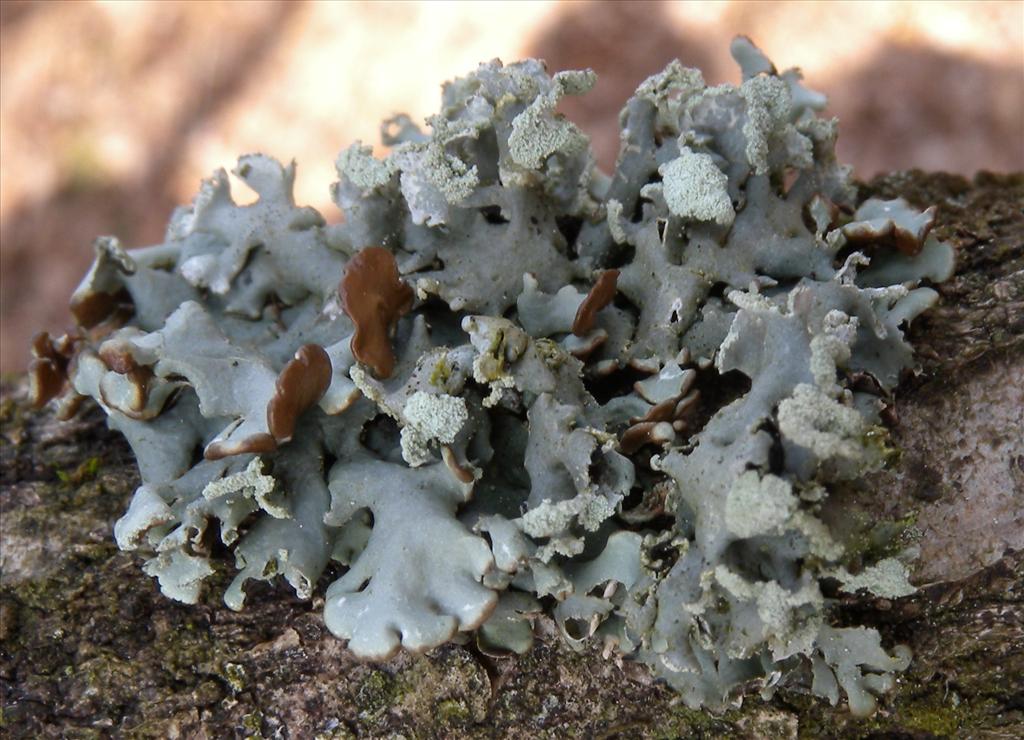 Hypogymnia physodes (door Hans Toetenel)