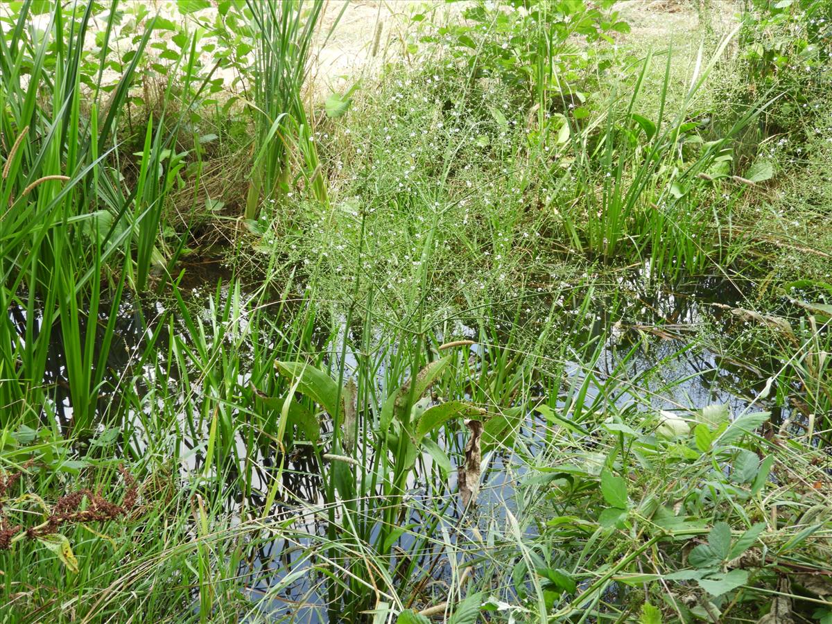 Alisma plantago-aquatica (door Peter Jacobs)