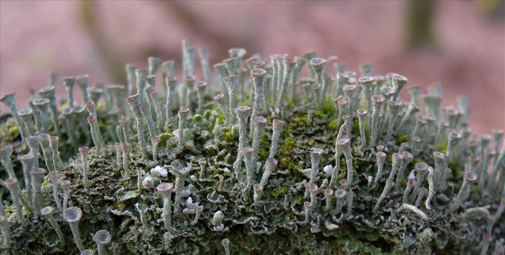 Cladonia grayi (door Hans Toetenel)